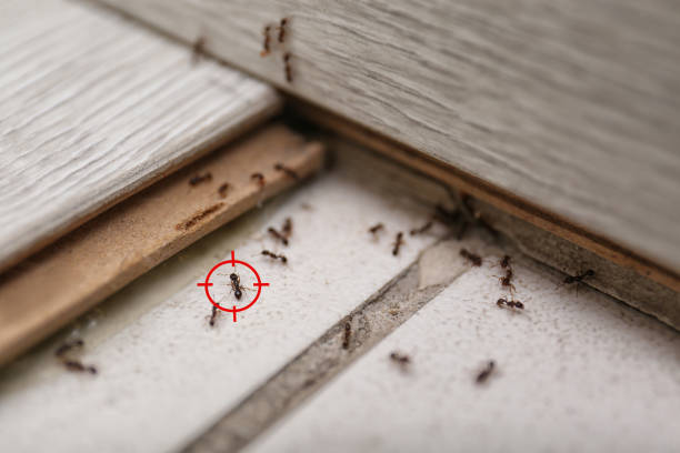 Spider Control Near Me in El Cajon, CA