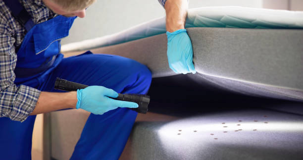 Best Bed Bug Extermination  in El Jon, CA