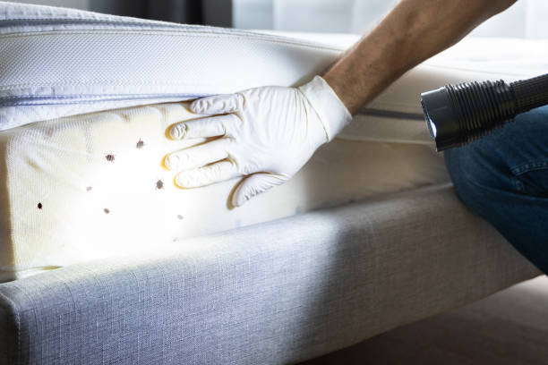 Best Best Pest Control Companies  in El Jon, CA
