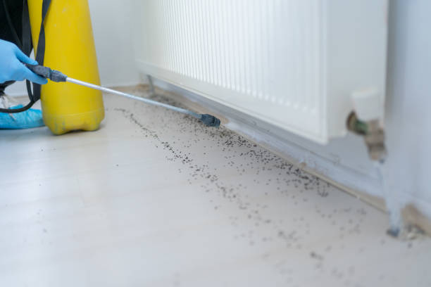 Best Ant Control Services  in El Jon, CA